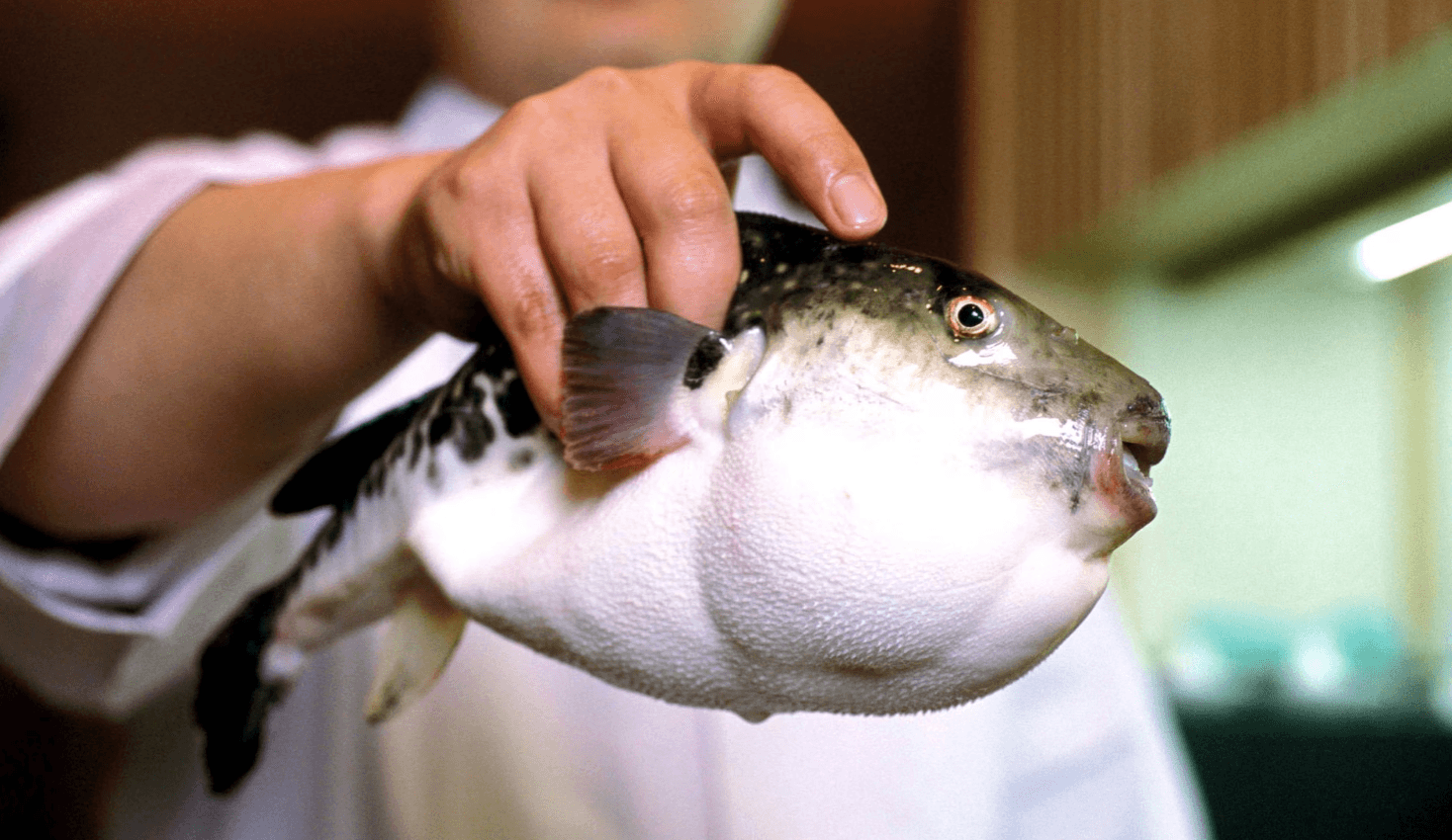 Toxic fugu fish could appear in the Black Sea