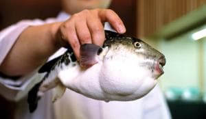 Toxic fugu fish could appear in the Black Sea